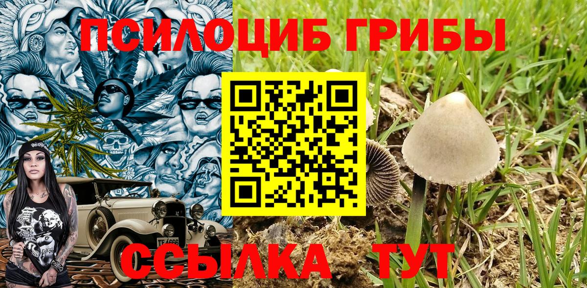 Псилоцибиновые грибы Psilocybe Вязники